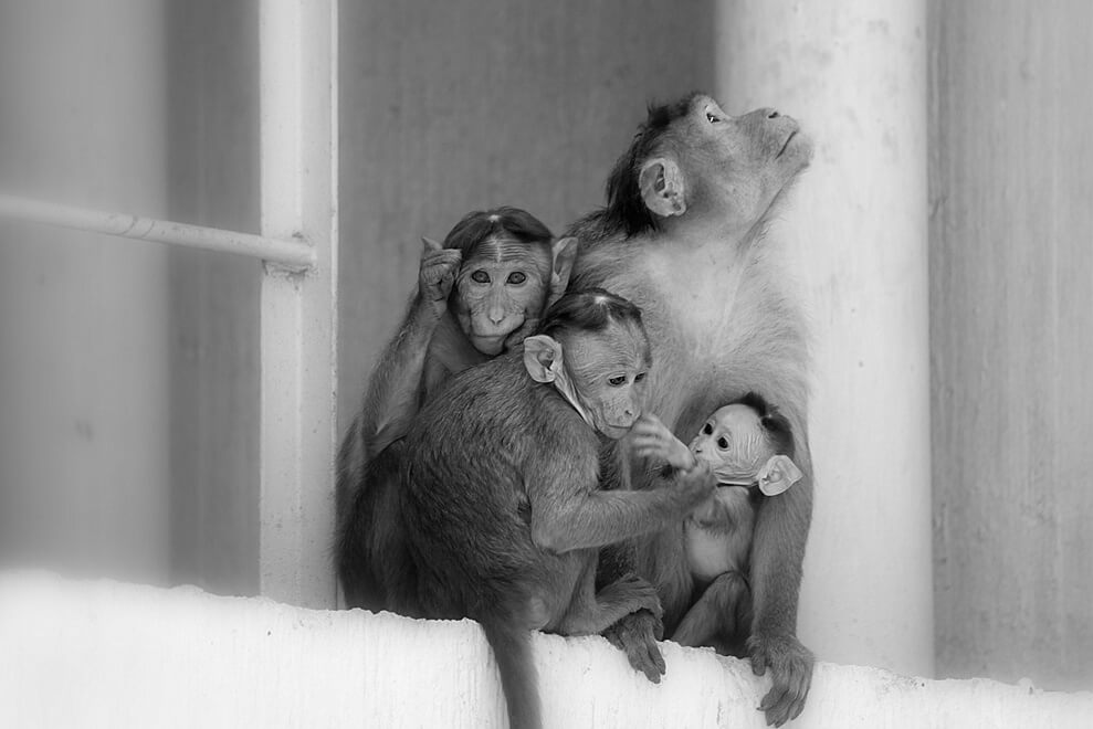 simian family small